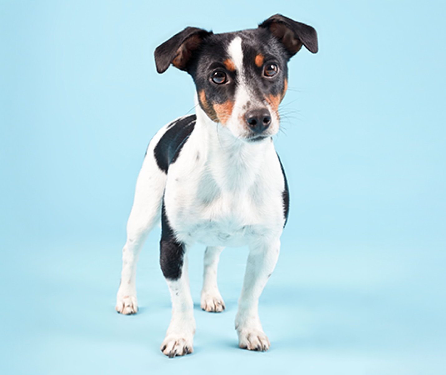 7 curiosidades sobre los cachorros que quizás no sabías